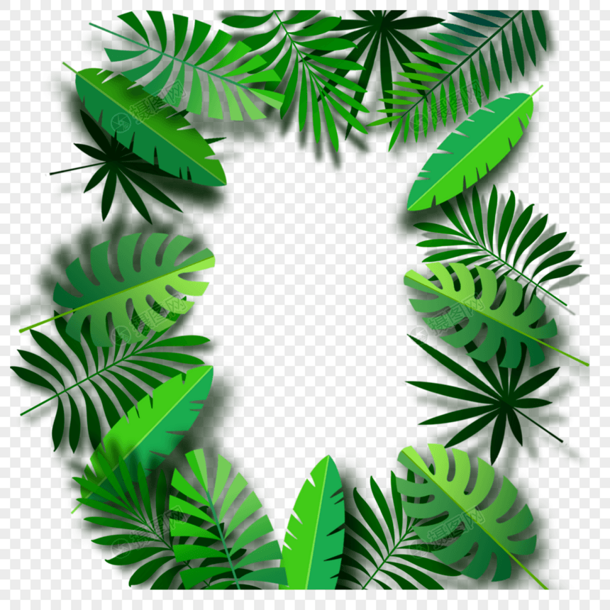 热带夏季森林绿色的树叶图片