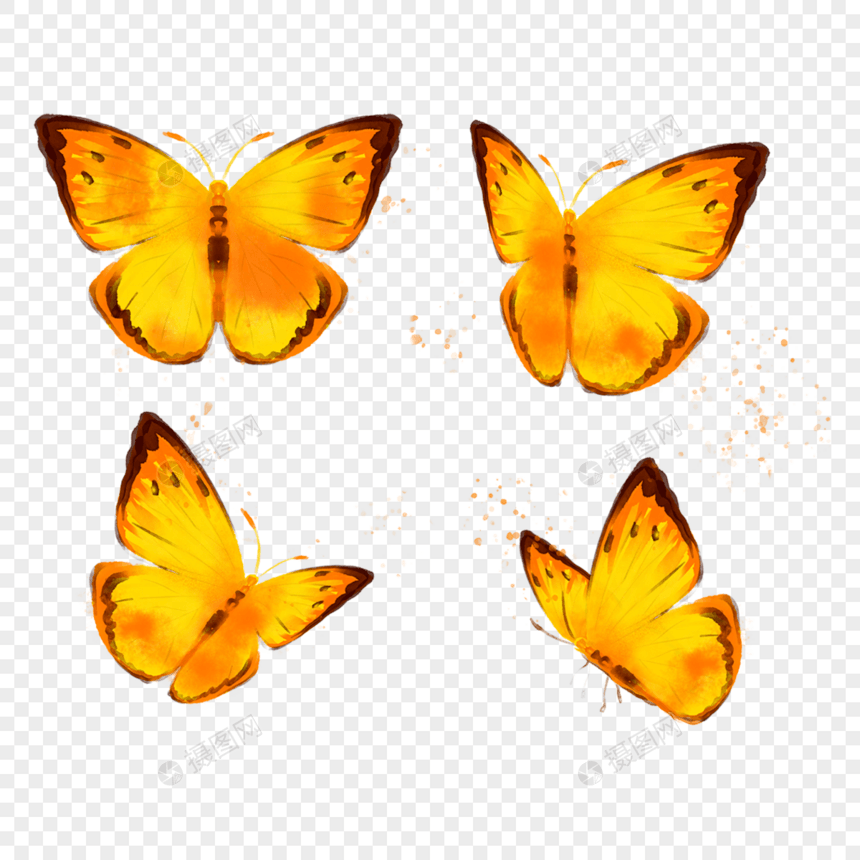 水彩橙色蝴蝶昆虫图片
