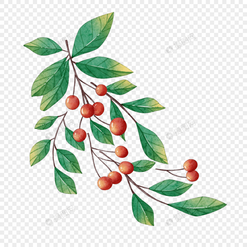 圣诞节浆果树枝水彩风格图片
