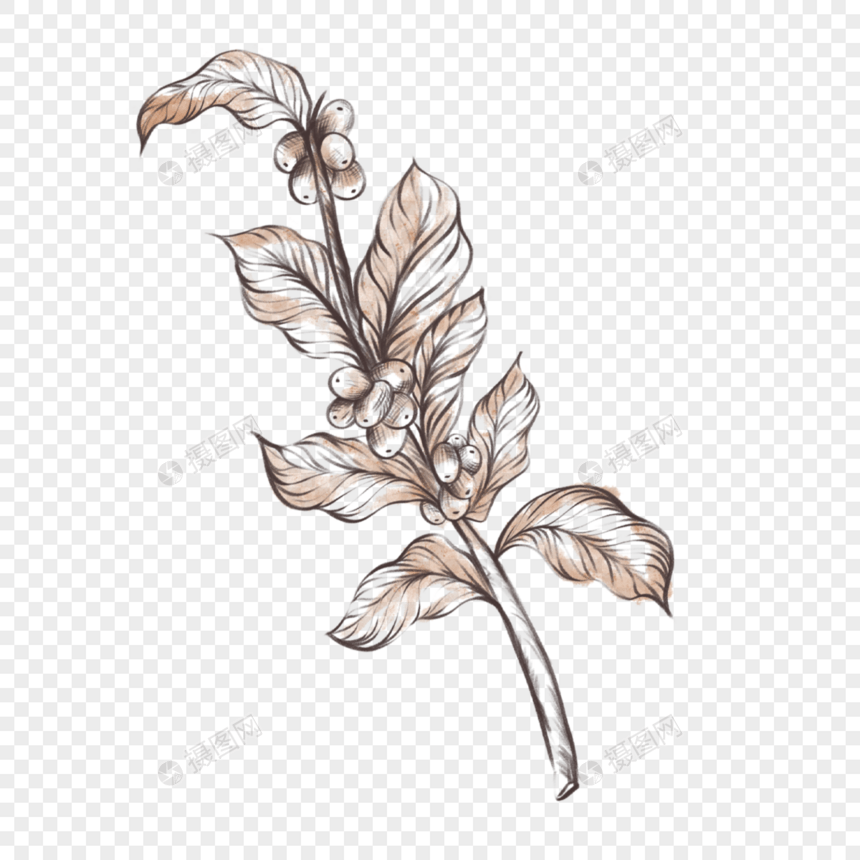 素描风格棕色插画成熟咖啡叶枝芽根茎图片