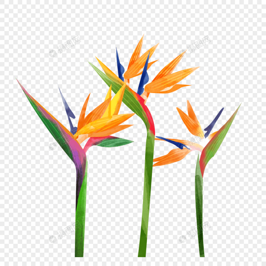 水彩夏季花卉鹤望兰三朵美丽的植物图片