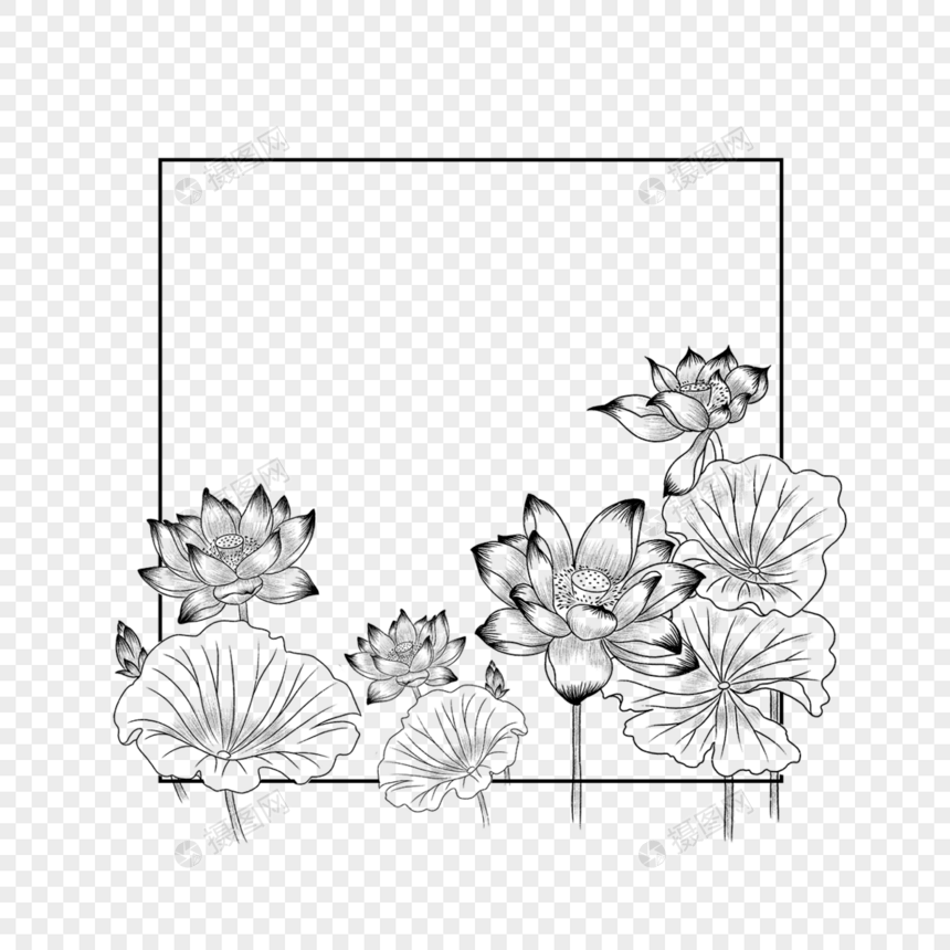 夏季盛形的线稿荷花花卉边框图片