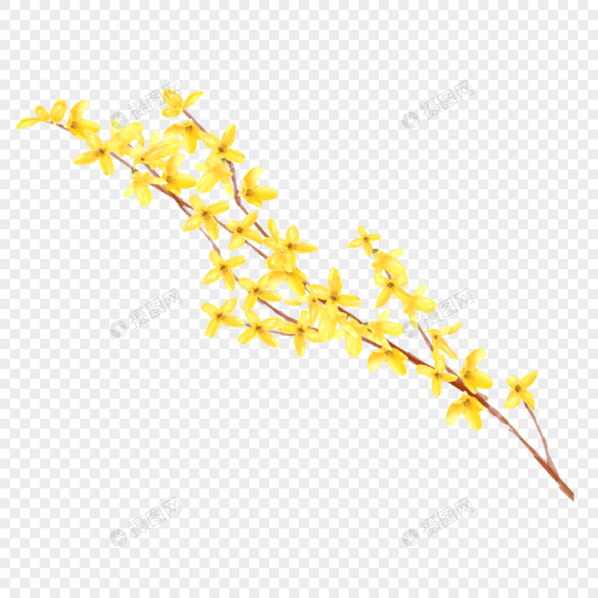 黄色连翘花水彩花卉图片