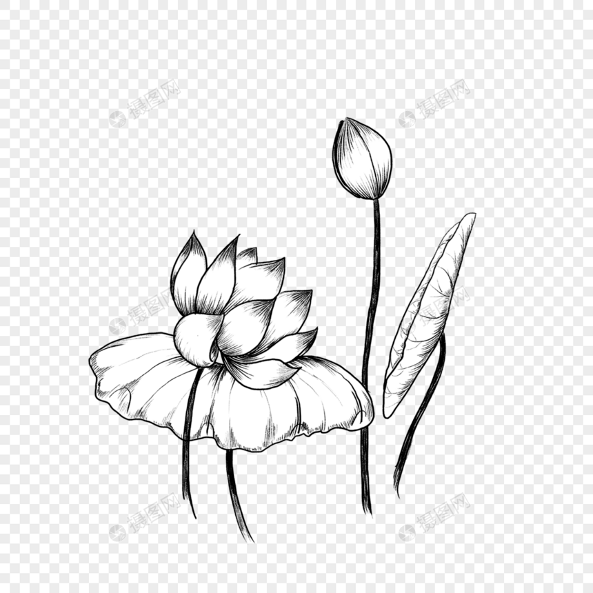 黑白素描莲花花苞莲叶图片