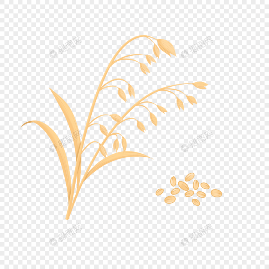 水彩小麦燕麦胚芽图片