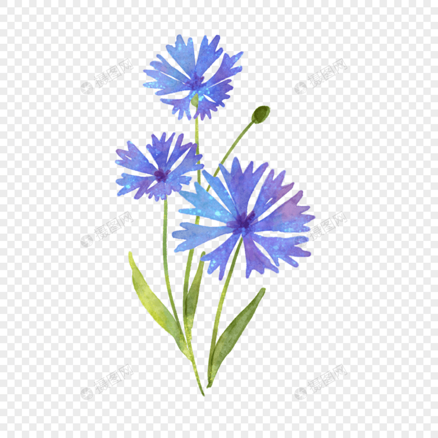 蓝紫色水彩花卉车矢菊图片