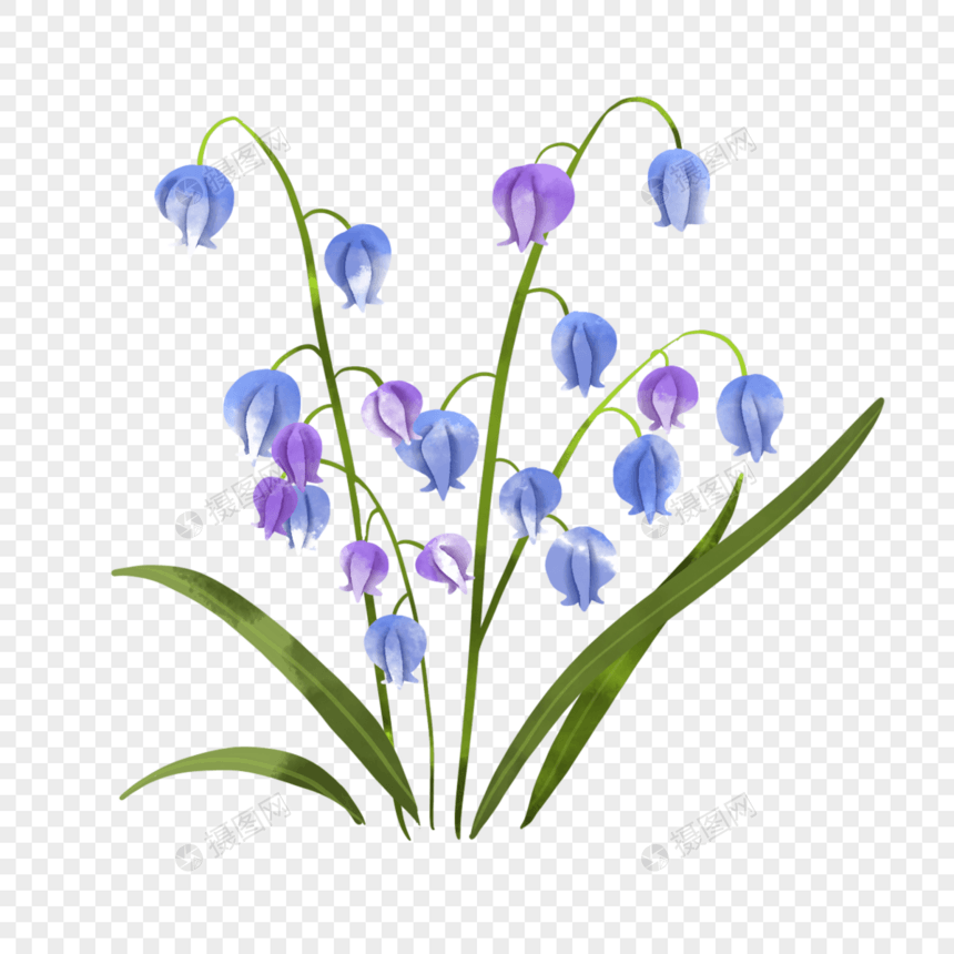 蓝铃花水彩婚礼植物花卉图片