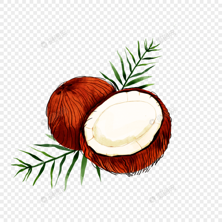 水彩热带椰子背景图片