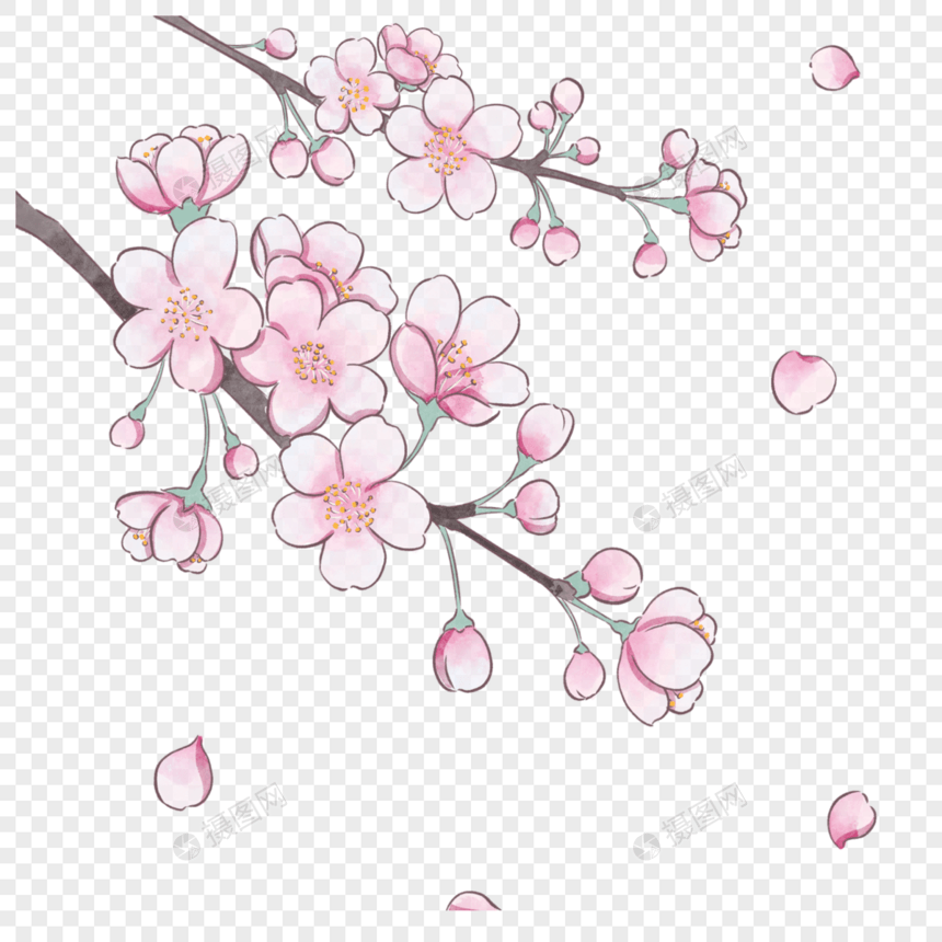 水彩风格粉色樱花图片