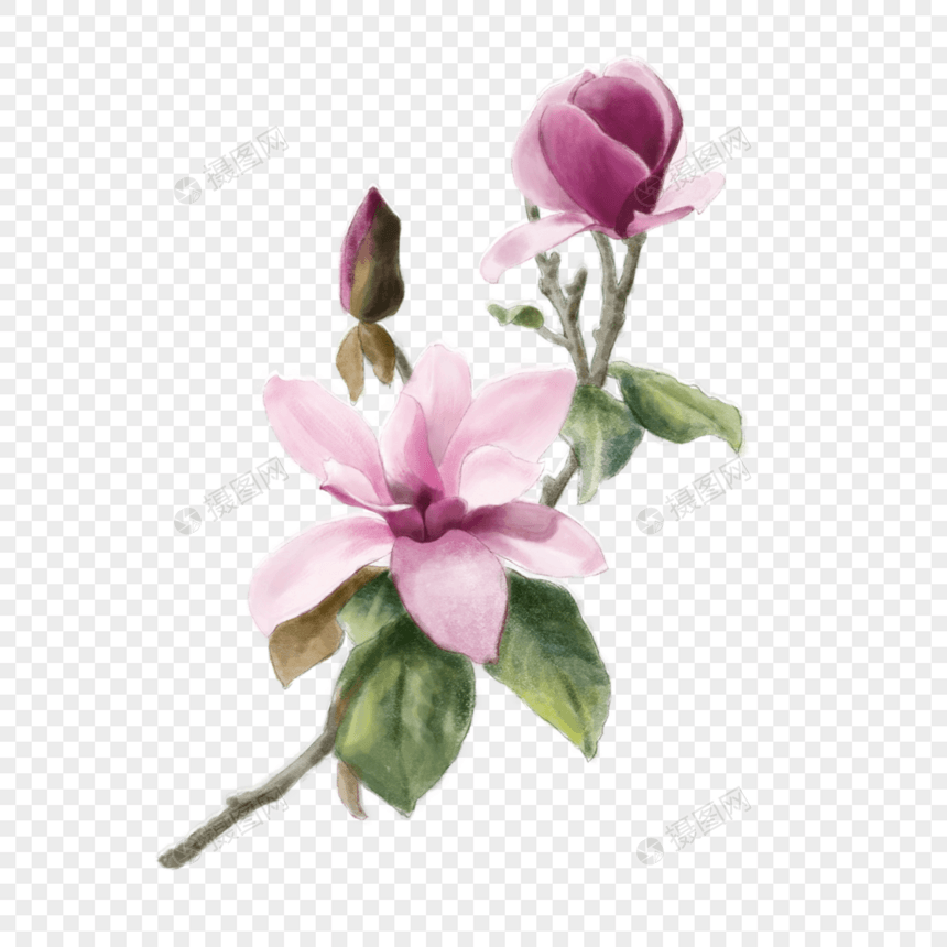 玉兰花水彩粉色植物图片