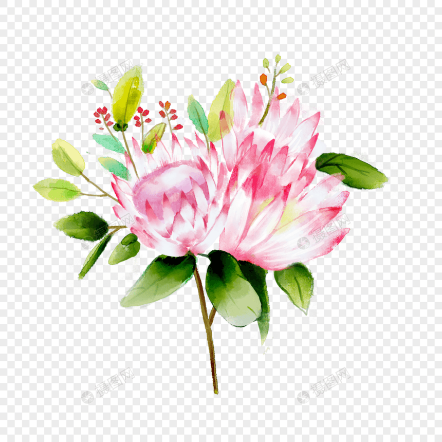 水彩风格普蒂亚花朵插画图片