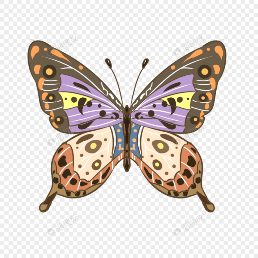 蝴蝶的美丽翅膀纹理图片