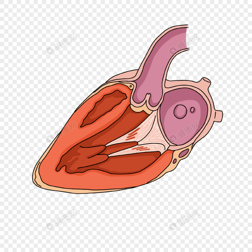 心脏病学心脏心室切面插画图片