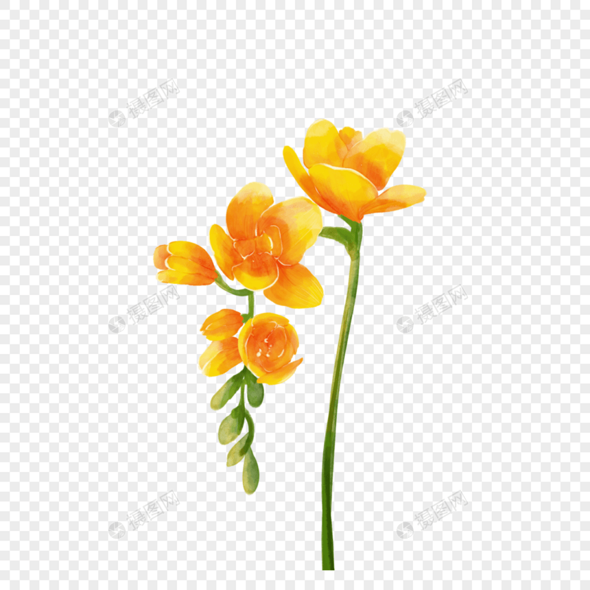 苍兰黄色水彩婚礼花卉图片