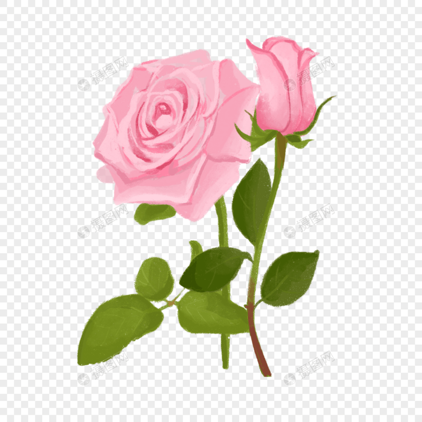 两朵粉色的玫瑰花图片