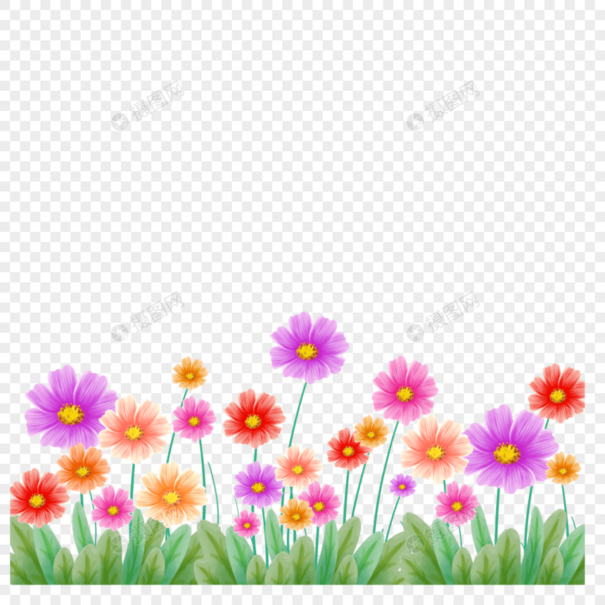 水彩彩色格桑花卉边框图片
