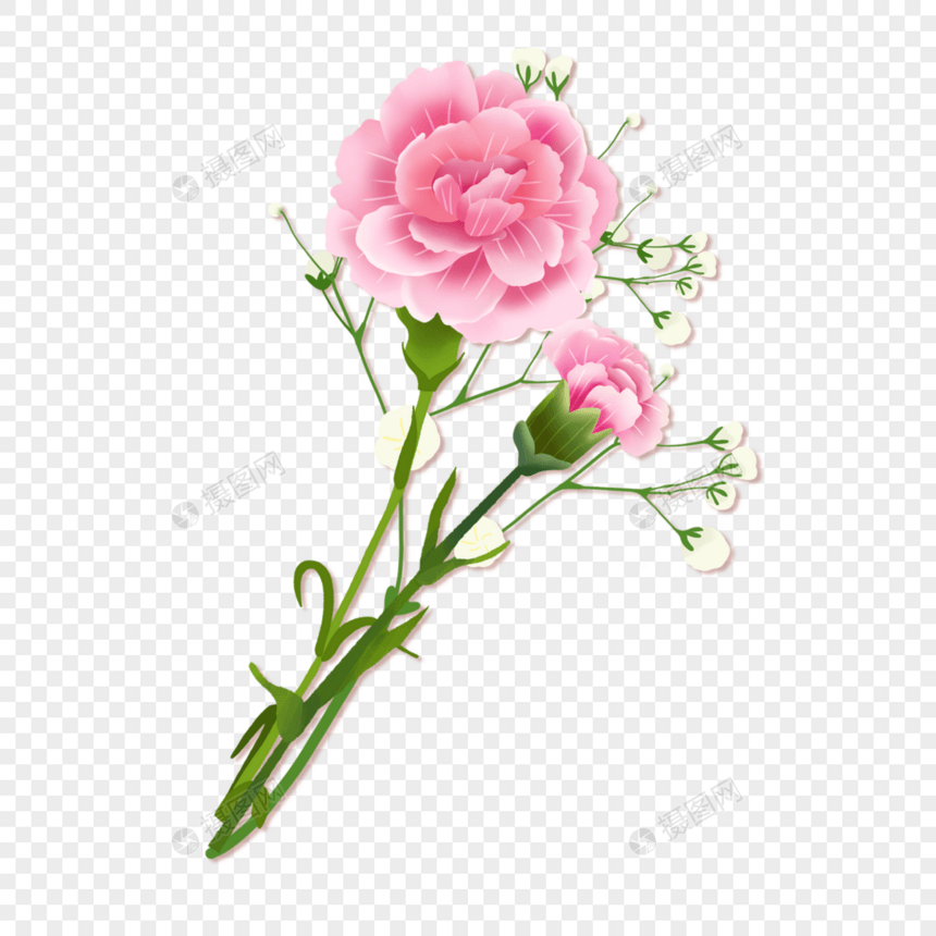 两朵盛开的粉色牡丹花图片