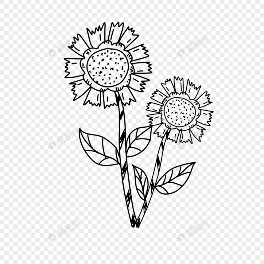 两朵美丽花卉黑色线条画图片