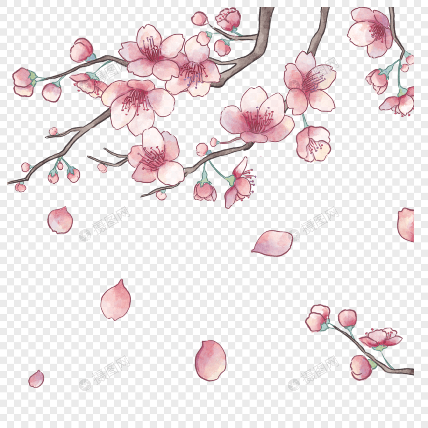 水彩风格盛开的樱花图片