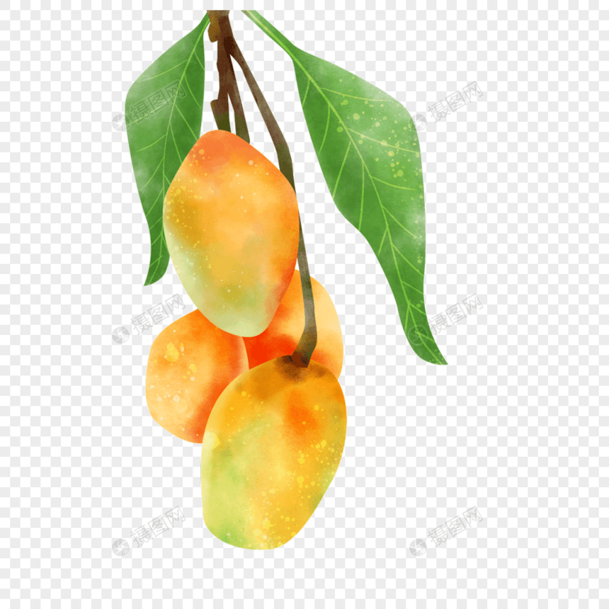 农作物水果彩色芒果水彩画图片