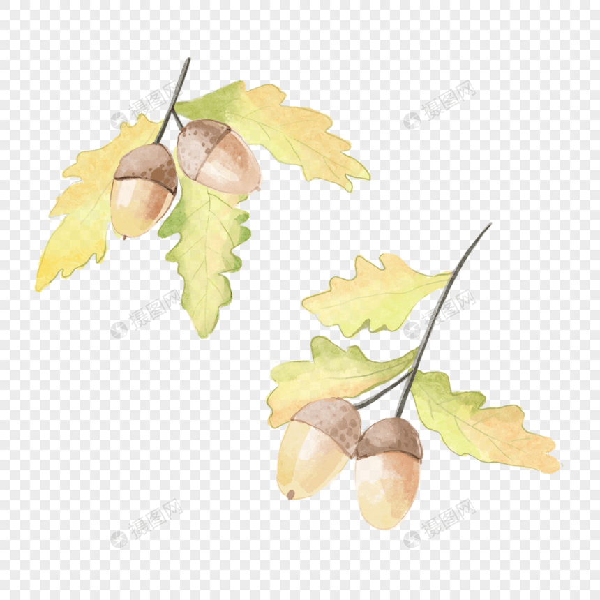 橡子两枝带叶子水彩秋季植物图片