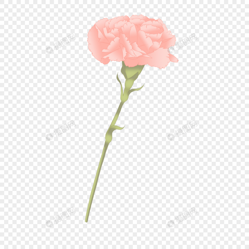 粉色的康乃馨花朵图片