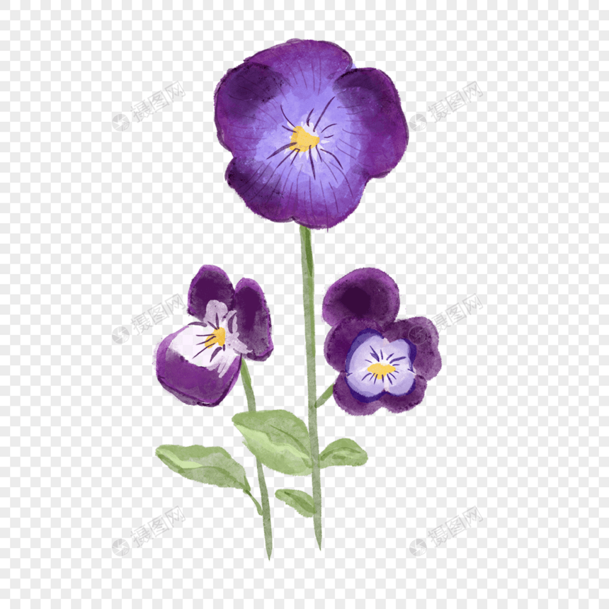 三色堇水彩三朵紫色图片