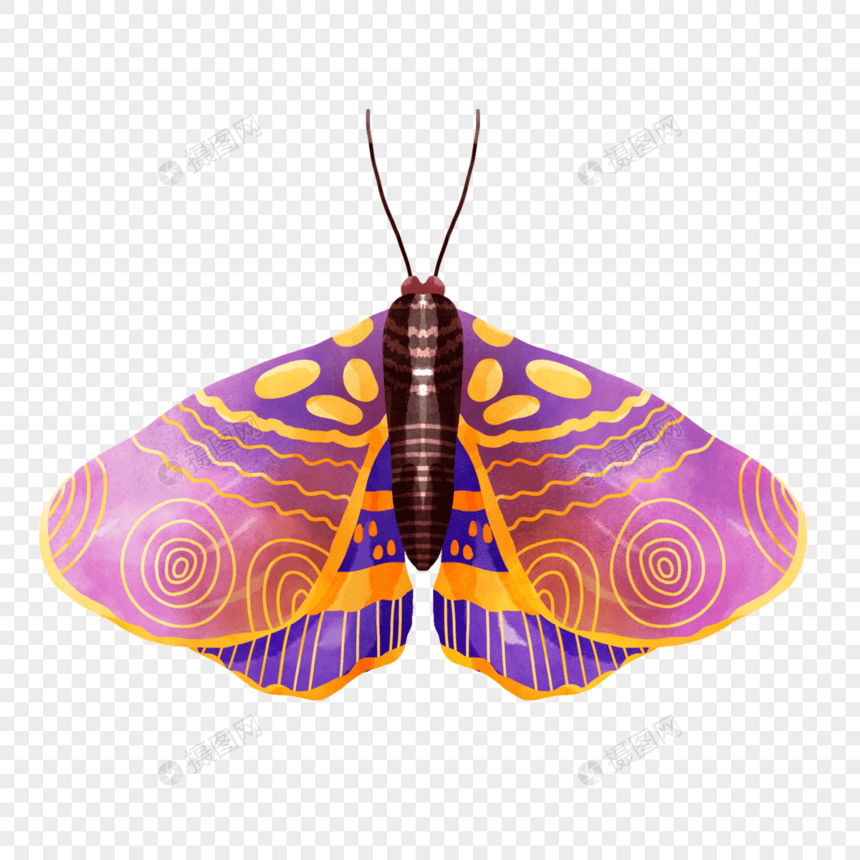 飞蛾波西米亚风格水彩紫色花纹绒毛图片