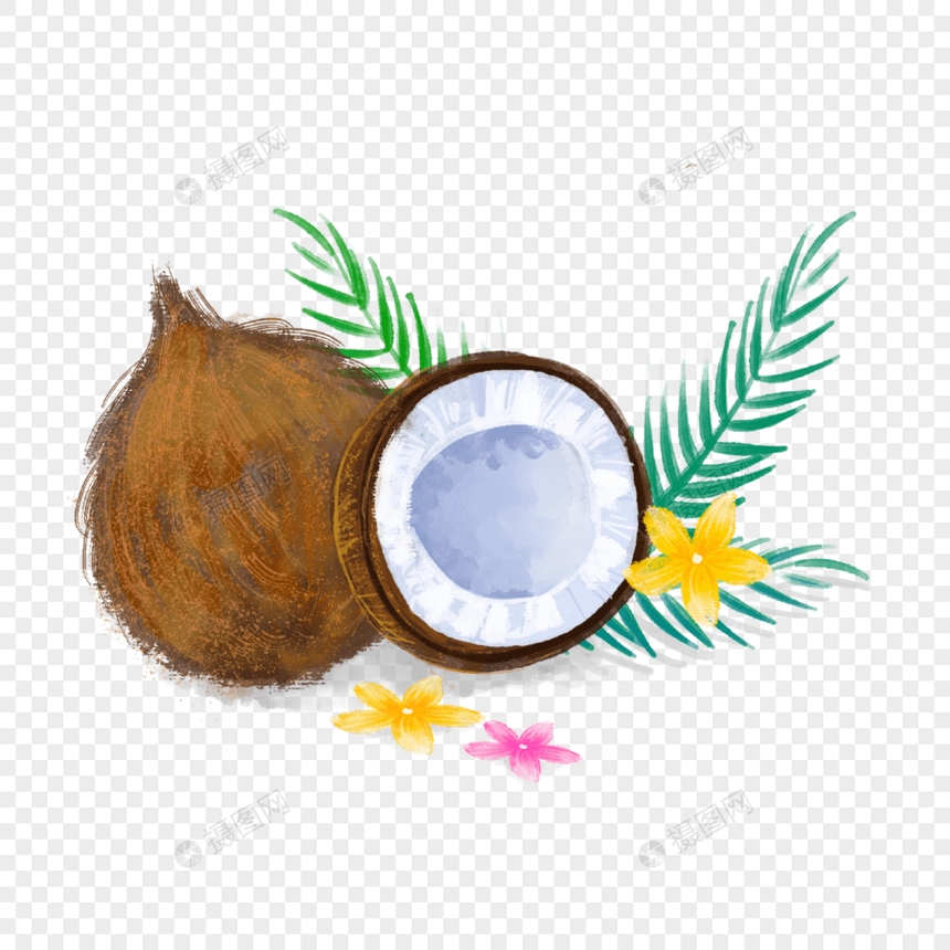 写实热带植物水彩插图椰子绿色叶子果实图片