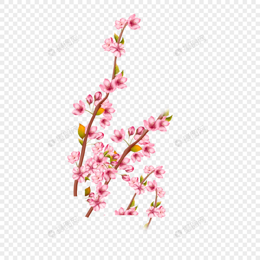 树枝上的粉色梅花可爱剪贴画图片