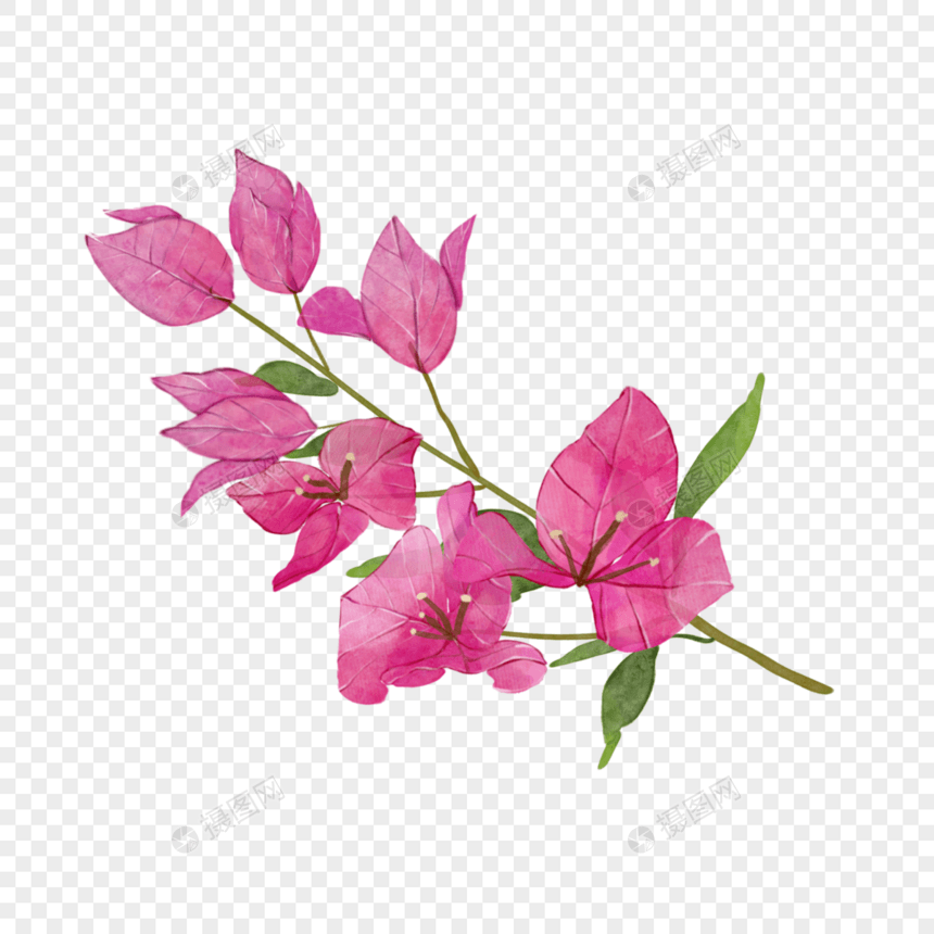 九重葛水彩花卉植物花枝图片