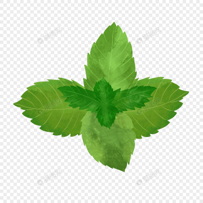 植物绿色水彩薄荷图片