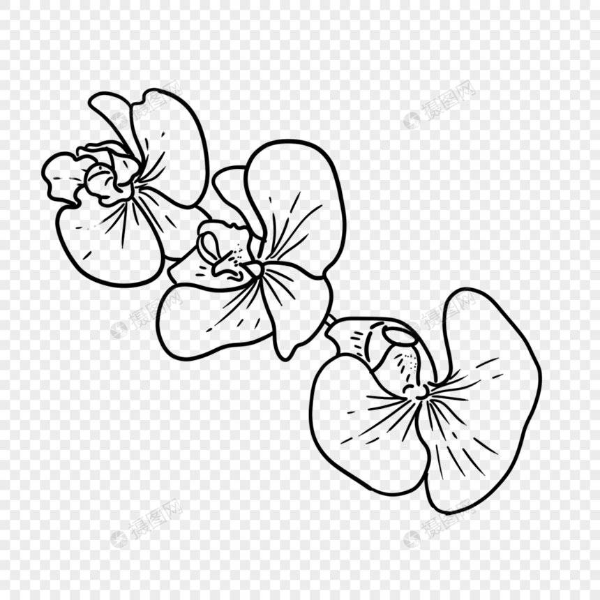 三朵热带植物线稿叶子花朵图片