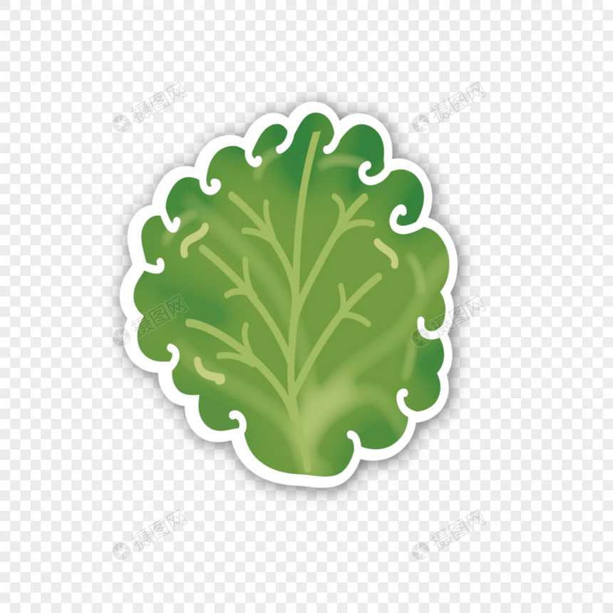 传染媒介新鲜的绿色莴苣图片