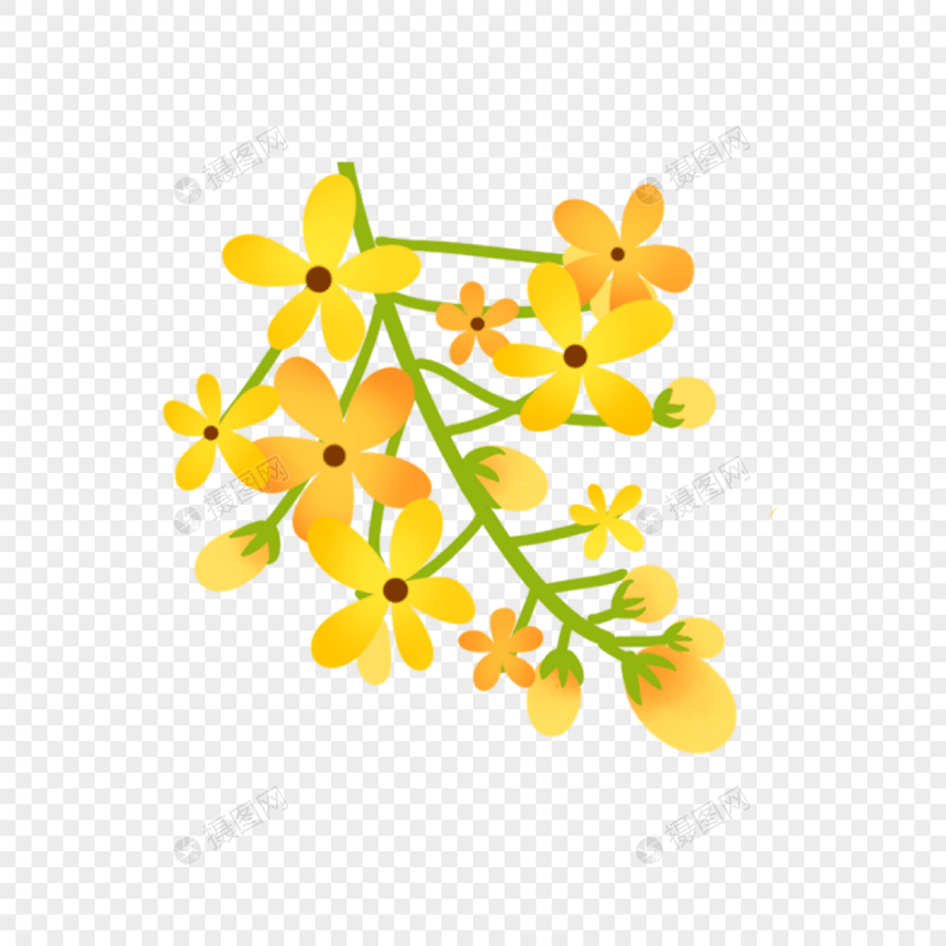 盛开的五叶黄色花朵图片
