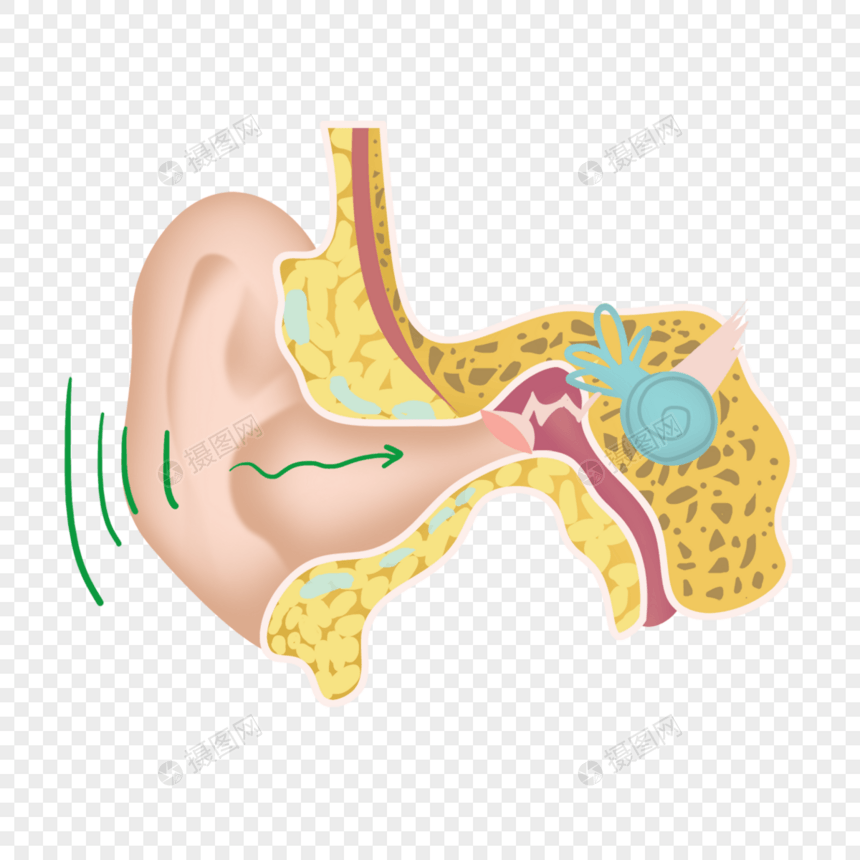 人耳结构医学解剖教育插画图片