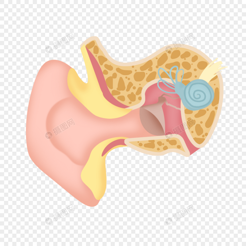 人耳结构解剖医学彩色插画图片