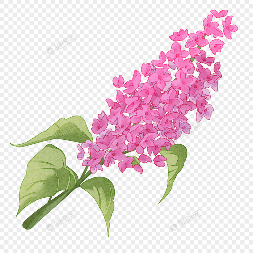 水彩风格的花卉植物欧丁香图片
