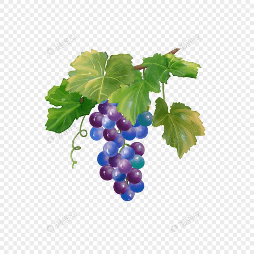 水彩食物紫色水果葡萄图片