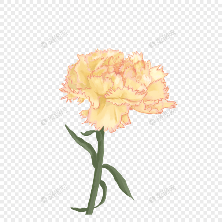 黄色康乃馨花朵图片