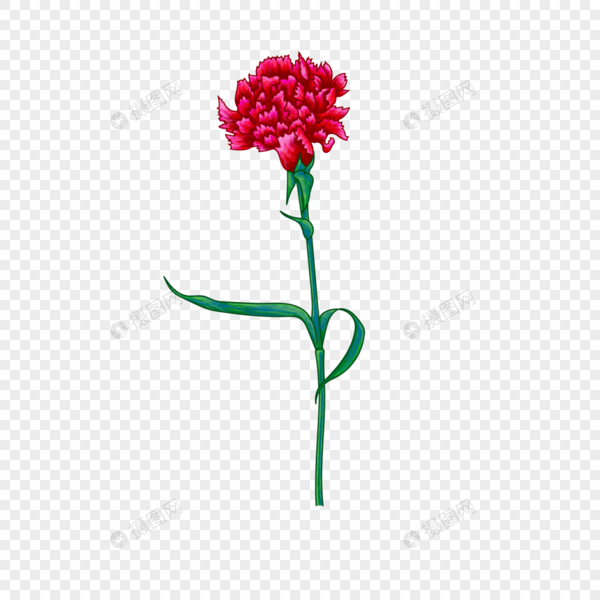 红色美丽康乃馨花朵图片