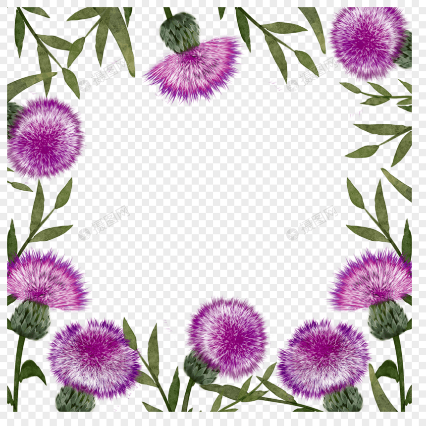 蓟花卉水彩边框图片