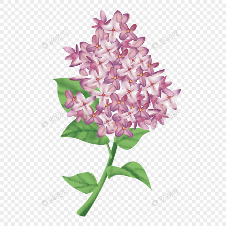 欧丁香粉紫色水彩风丁香花有绿叶图片
