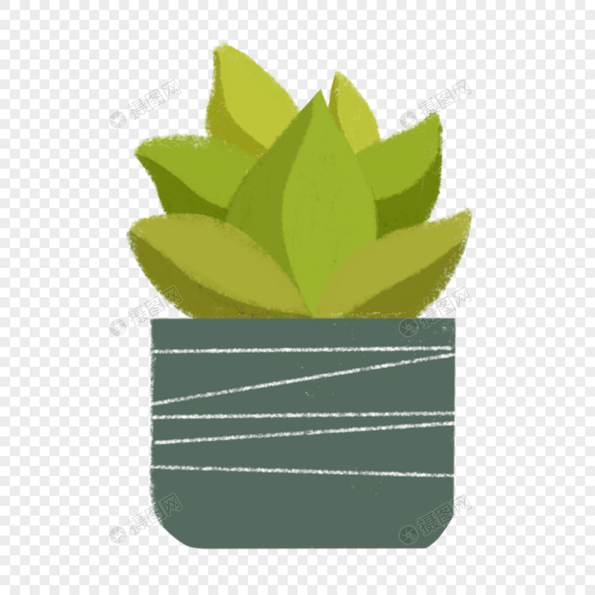 绿色盆栽植物图片
