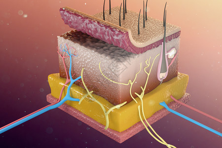 毛囊组织三维皮肤解剖模型设计图片