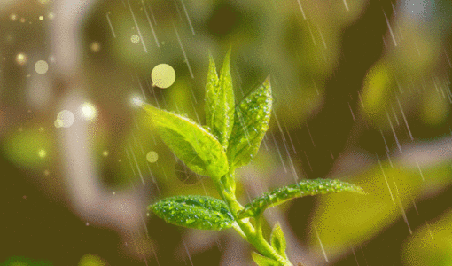 雨水GIF图片