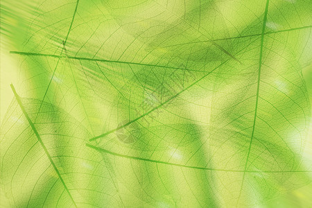 叶脉书签绿叶纹理春天背景设计图片