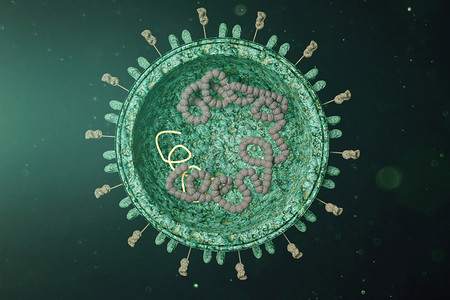三维SARS病毒解剖模型图片