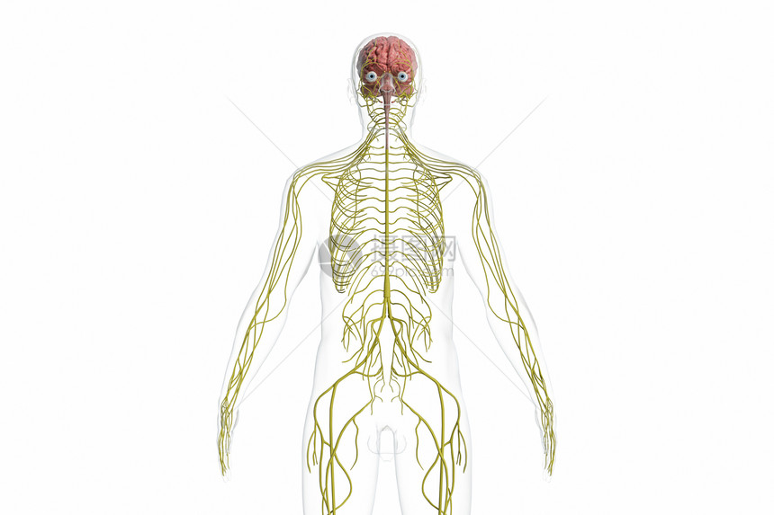 3D神经系统图片