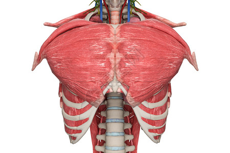 胸肩肌男性胸部设计图片
